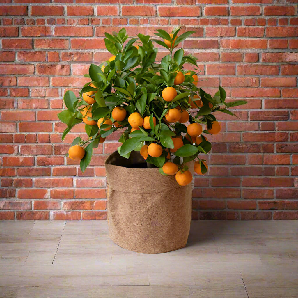 Plante 'L'Agrume'