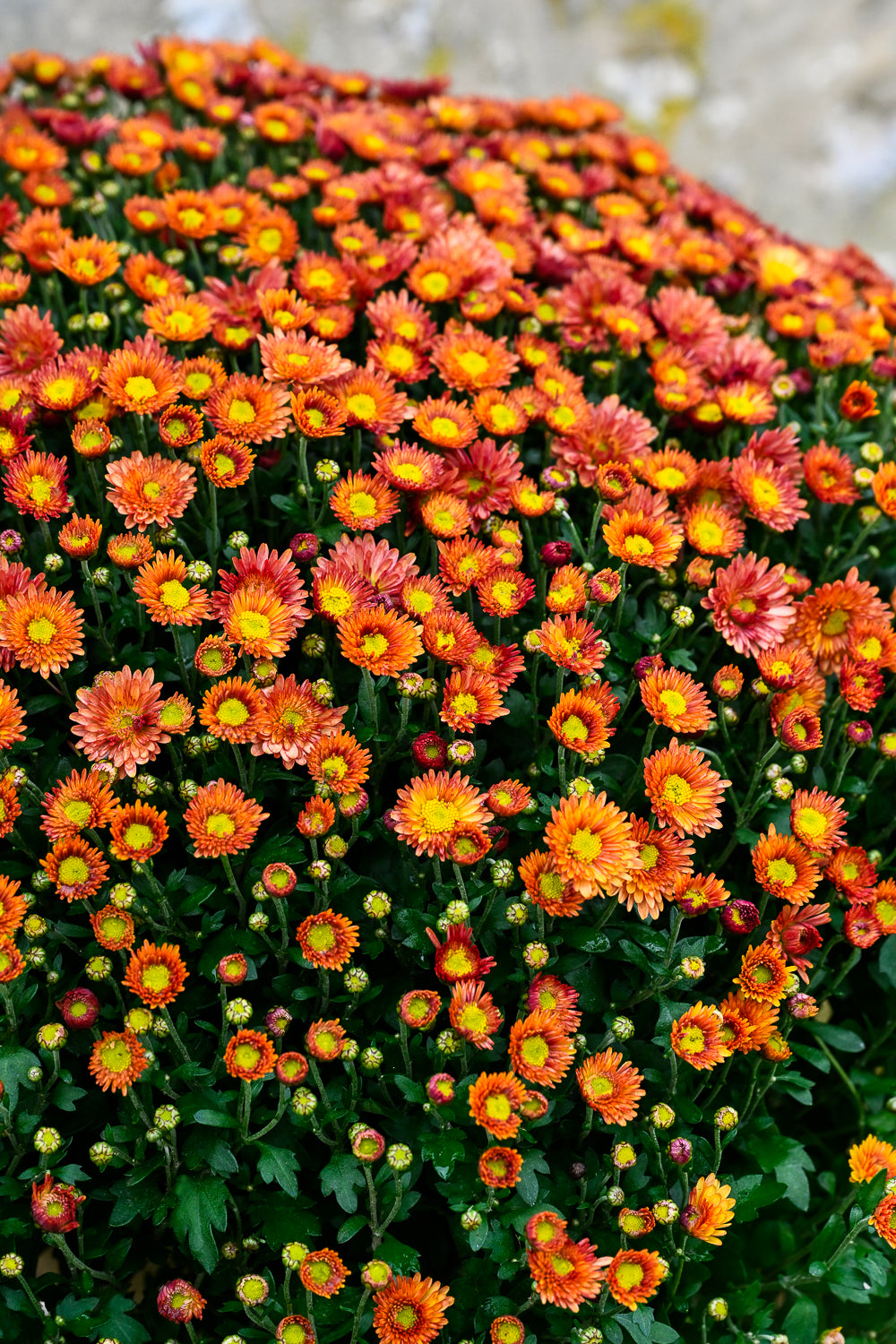 Plante 'Le Chrysanthème'