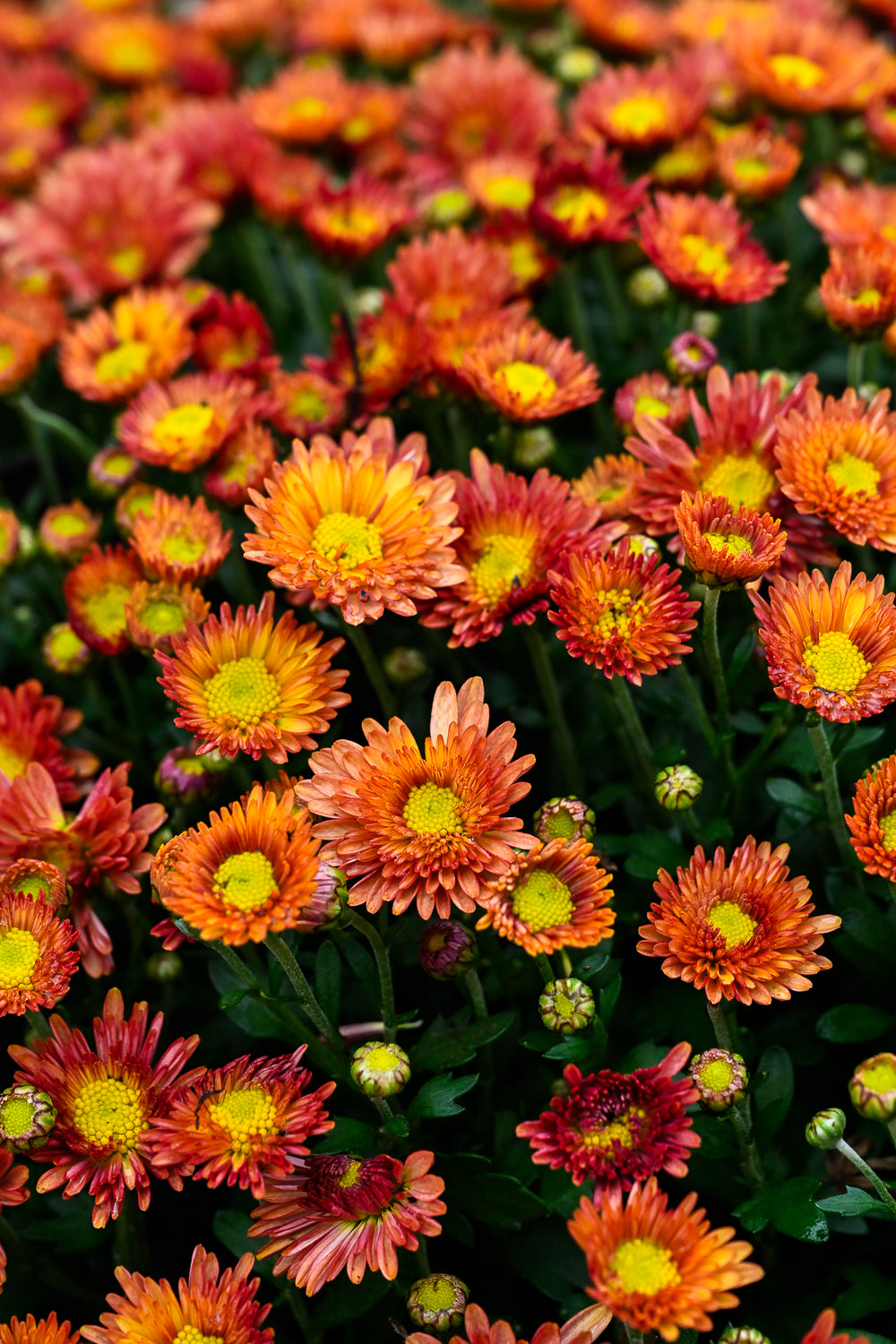 Plante 'Le Chrysanthème'