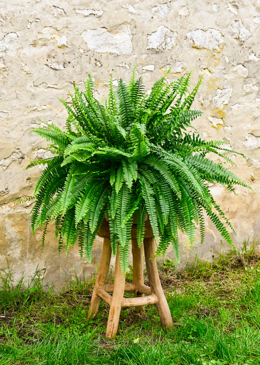 Plante 'La Fougère' – Maison Fougères