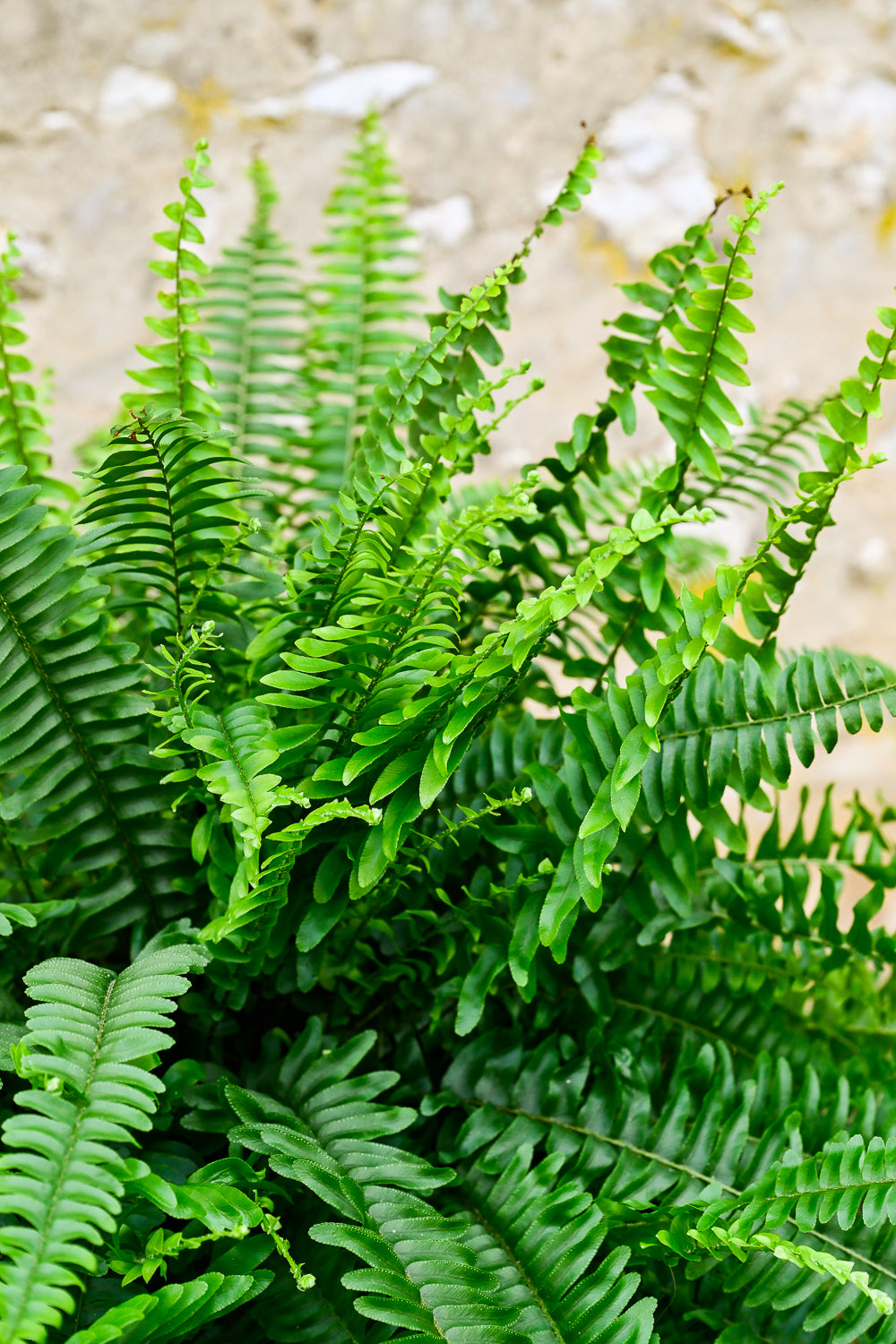 Plante 'La Fougère'