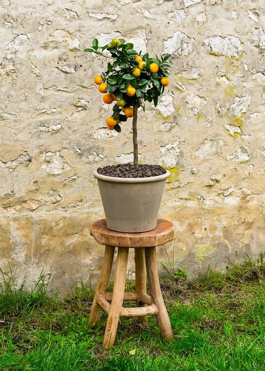 Plante 'L'Agrume'