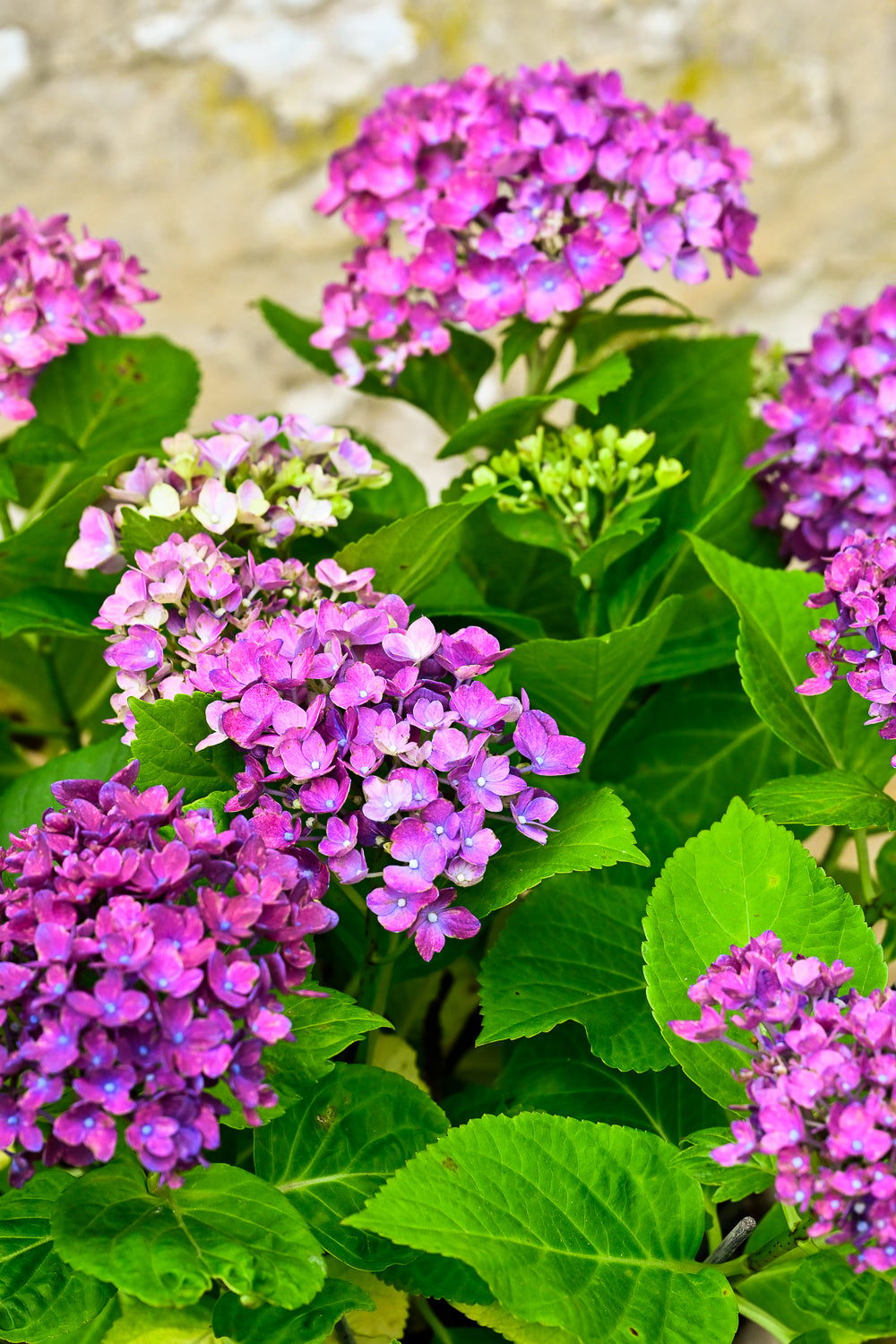 Plante 'L'Hortensia'
