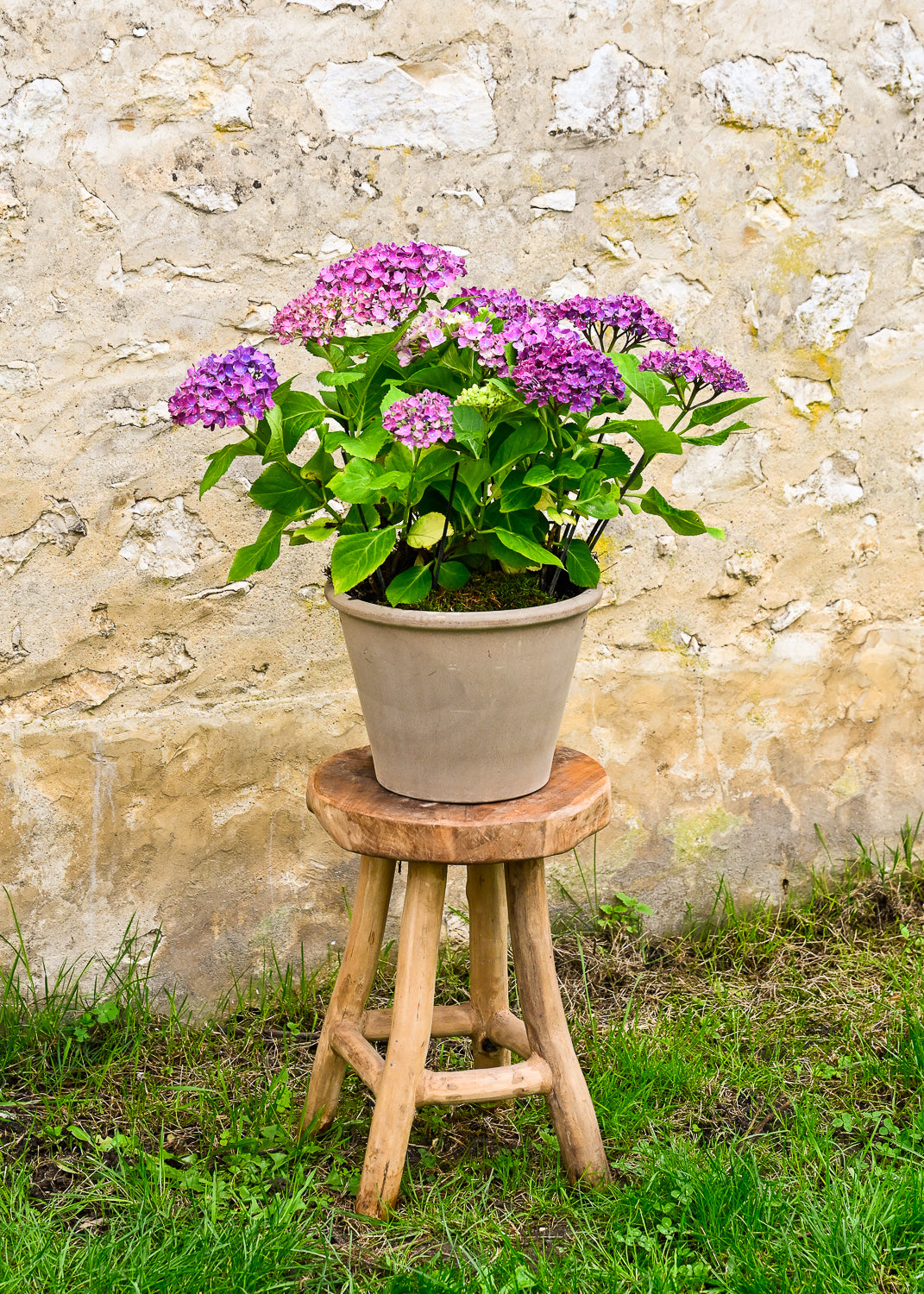Plante 'L'Hortensia'