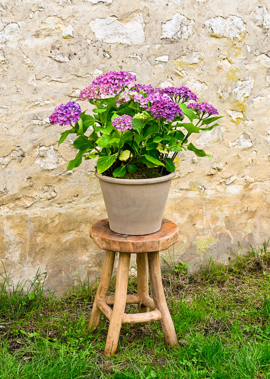 Plante 'L'Hortensia'