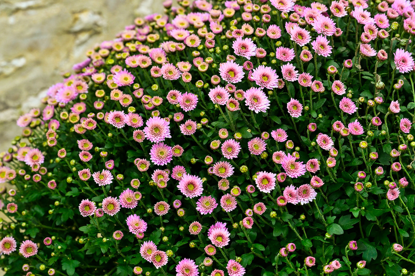 Plante 'Le Chrysanthème'