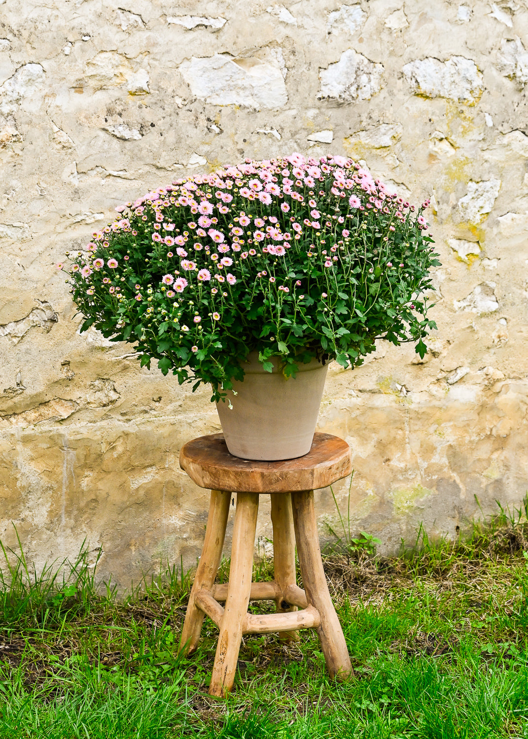 Plante 'Le Chrysanthème'