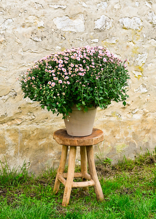Plante 'Le Chrysanthème'