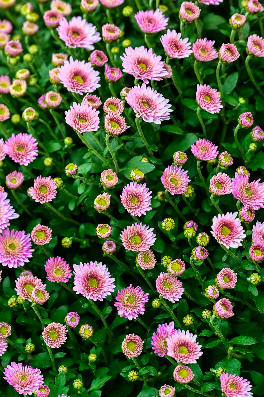 Plante 'Le Chrysanthème'