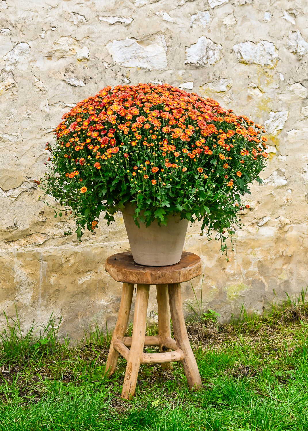 Plante 'Le Chrysanthème'
