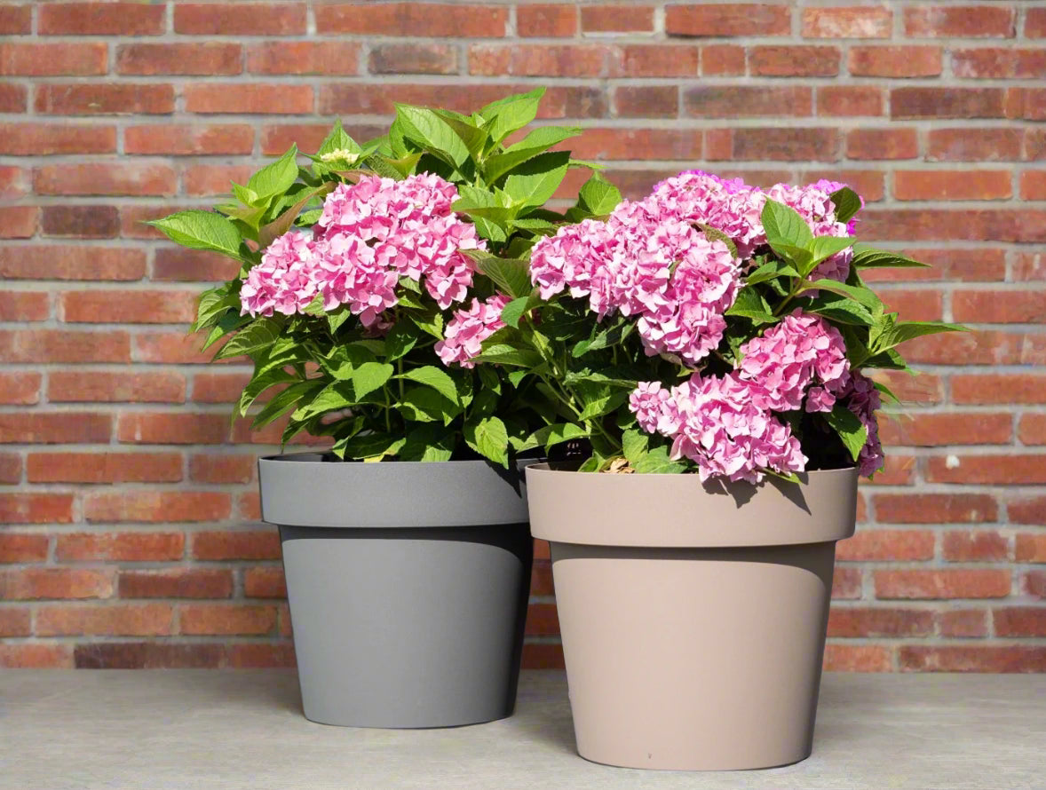 Plante 'La Saisonnière'