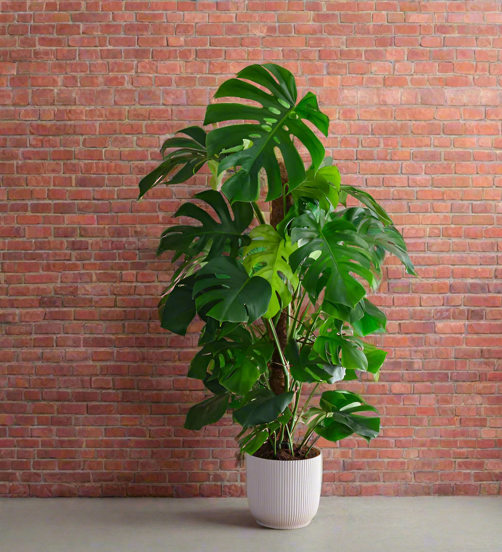Plante 'La Monstera'