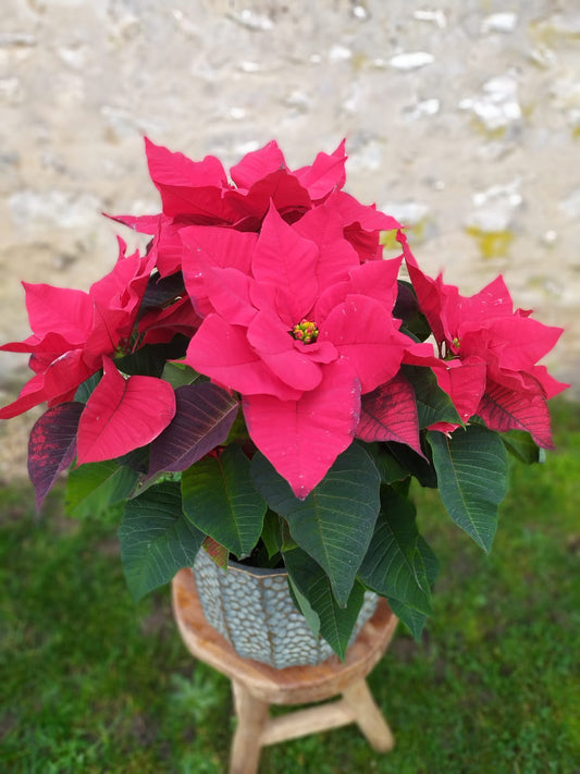 Plante 'Etoile de Noel' - Poinsettia