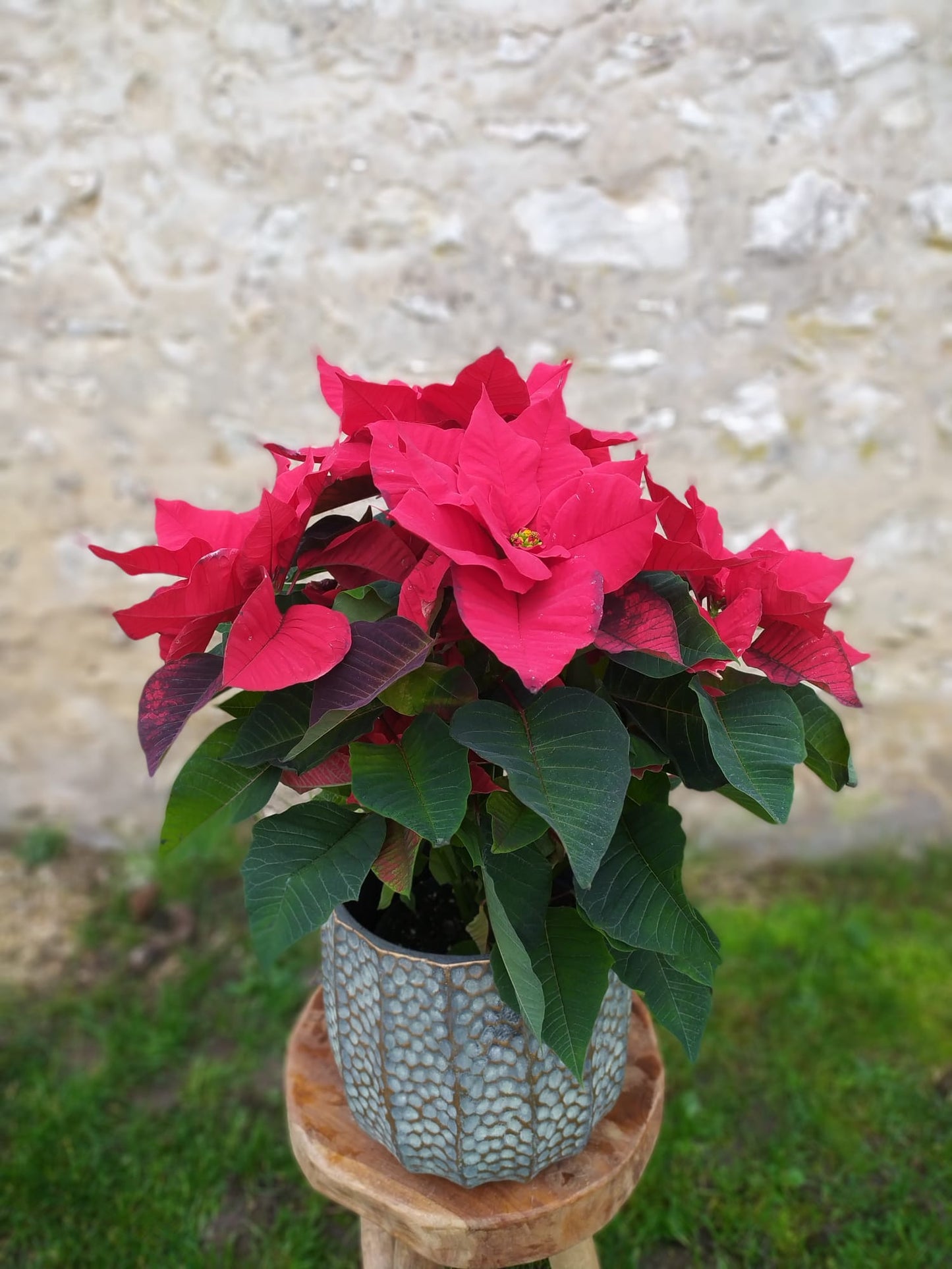 Plante 'Etoile de Noel' - Poinsettia