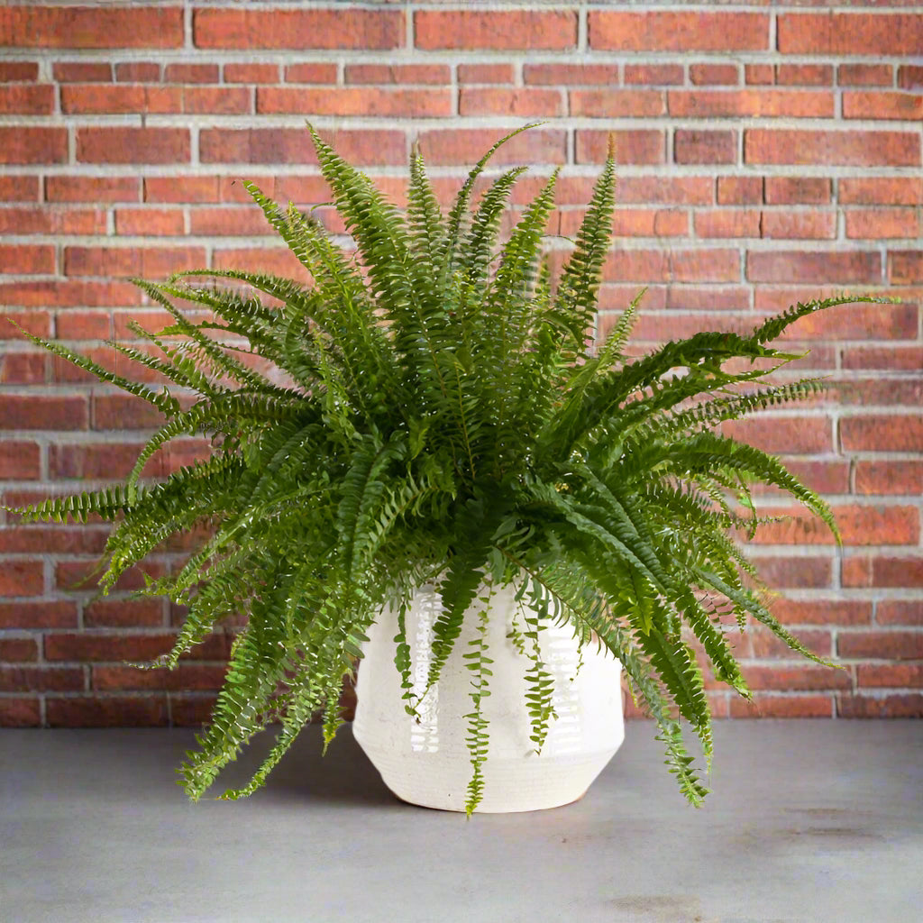 Plante 'La Fougères'