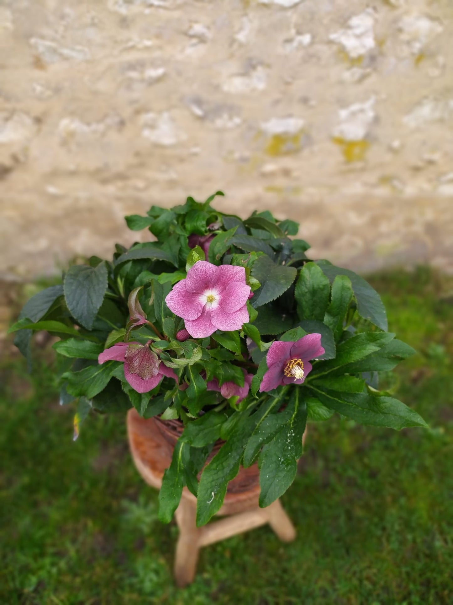 Plante 'Rose de Noel' - Helleborus