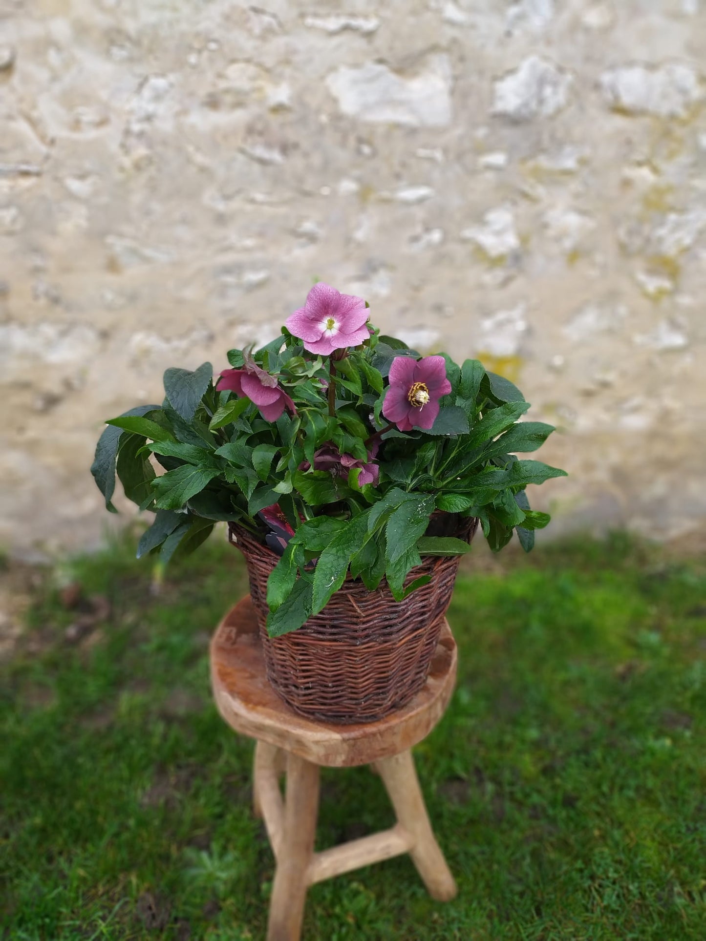 Plante 'Rose de Noel' - Helleborus