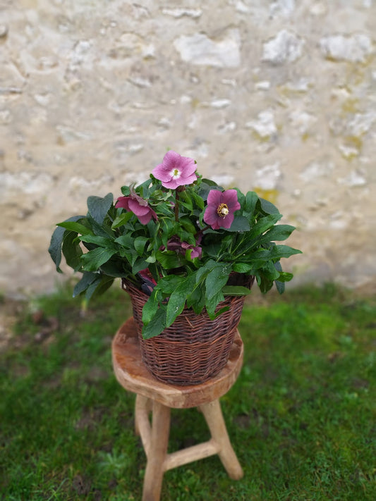 Plante 'Rose de Noel' - Helleborus